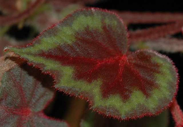 B. polytricha